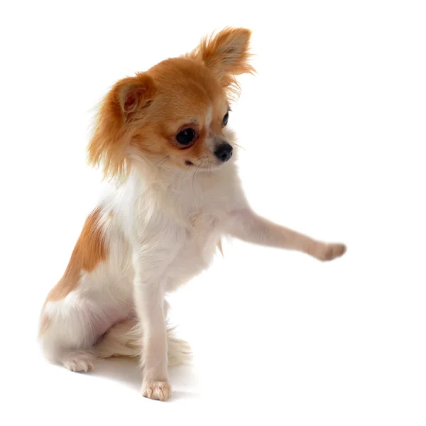 Chihuahua cachorro y pata — Foto de Stock