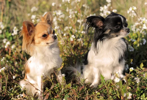 Dos Chihuahua — Foto de Stock
