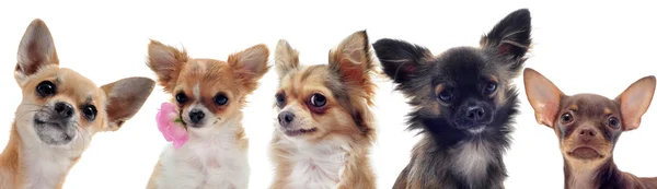 Chihuahua csoportja — Stock Fotó