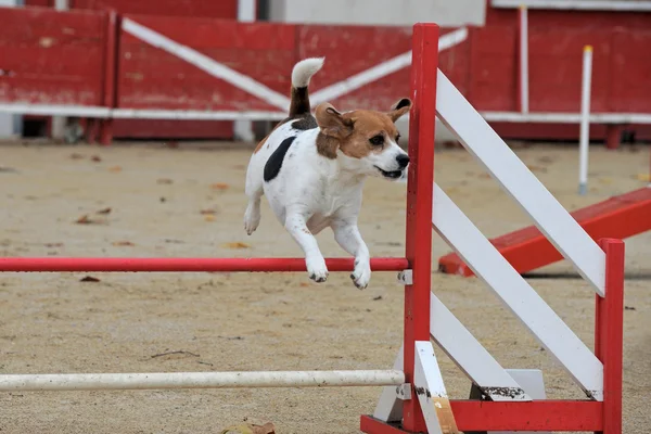 Beagle w agility — Zdjęcie stockowe