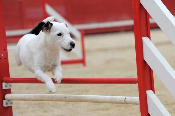 Jack russel terrier i agility — Stockfoto