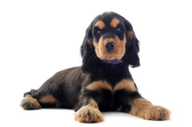 Puppy english cocker clipart