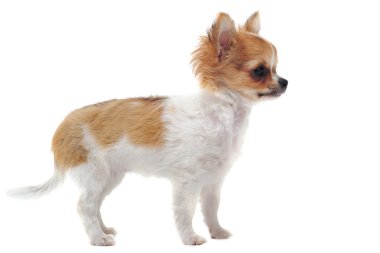 köpek chihuahua