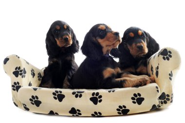 Puppies english cocker clipart