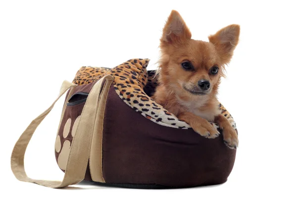 Travel bag and chihuahua — Stock Photo, Image