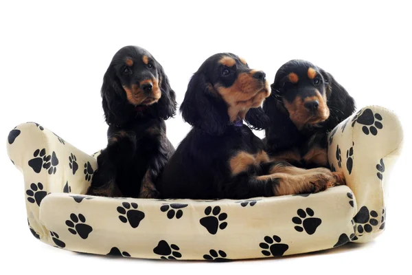 Puppies english cocker — Stock Photo, Image