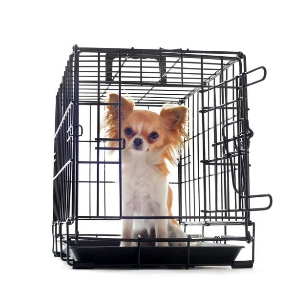 stock image Chihuahua in kennel