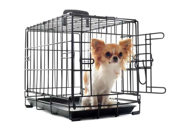 Chihuahua em canil — Fotografia de Stock
