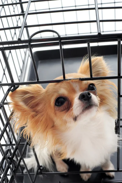 stock image Chihuahua in kennel