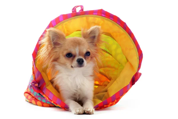 Chihuahua σε ένα πολύχρωμο κρεβάτι — Φωτογραφία Αρχείου