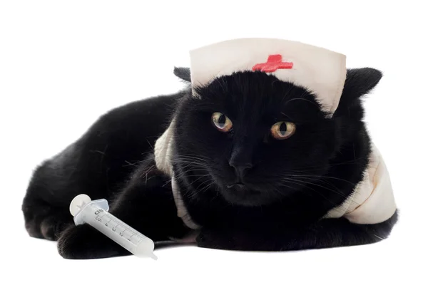 Lékař kočka — Stock fotografie