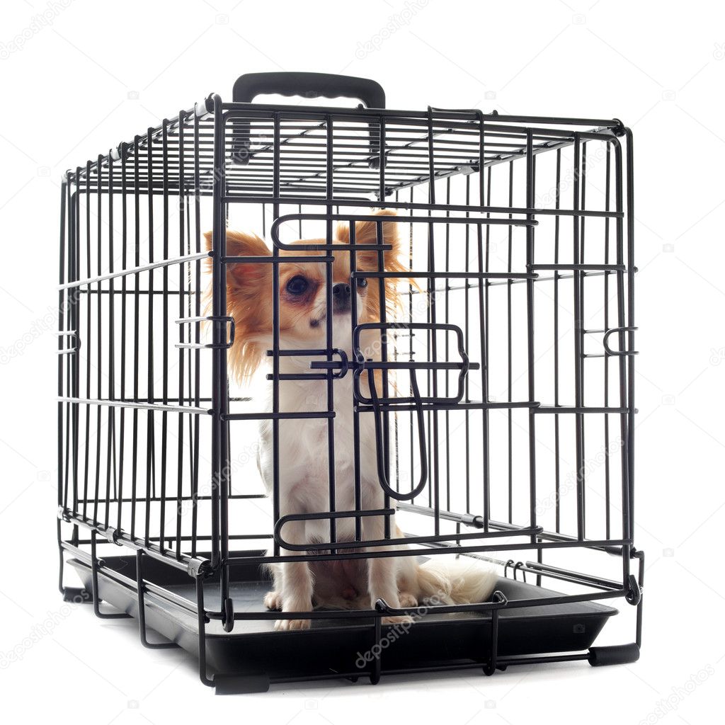 verantwoordelijkheid Chaise longue Drastisch Chihuahua in kennel Stock Photo by ©cynoclub 8465653