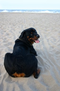 Rottweiler sahilde