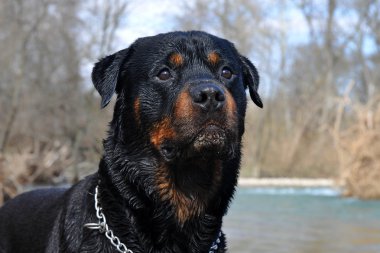 ıslak rottweiler