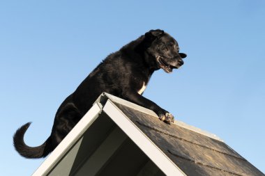 çeviklik, yaşlı labrador geri almak