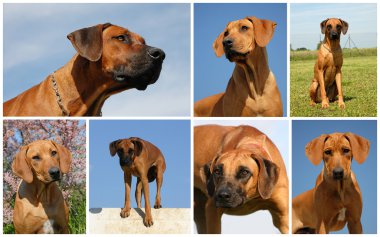 Rodezya ridgeback