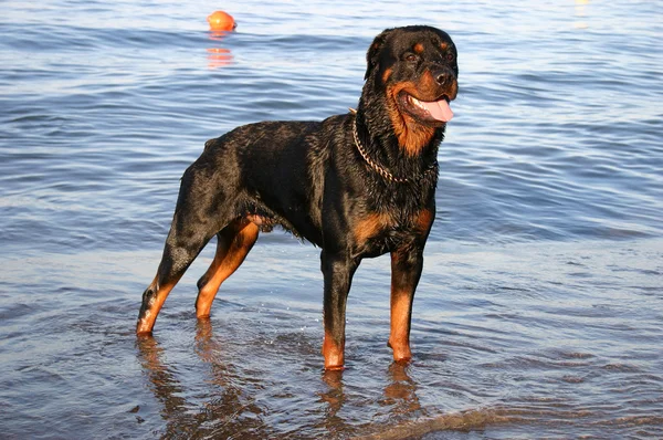 Rottweiler in the sea — Stock Photo, Image