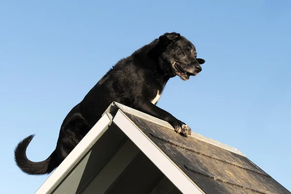 Stary labrador retriever w agility — Zdjęcie stockowe