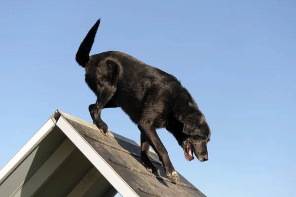Senior labrador retriever in agility — Stock Photo, Image