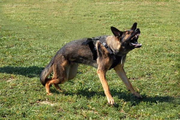 Aggressive german shepherd — Stock Photo, Image