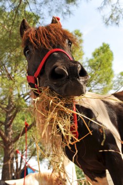 Pony and hay clipart