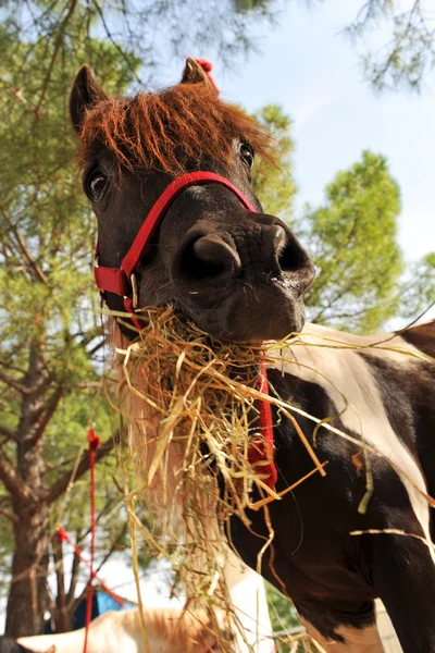 Pony a seno — Stock fotografie