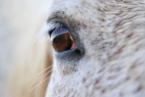 Oko koně — Stock fotografie