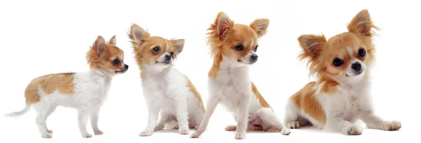 Growth of chihuahua — Stock Photo, Image