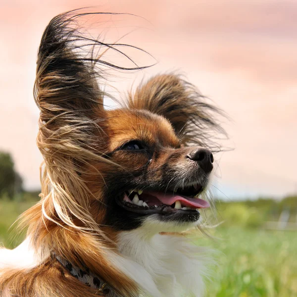 パピヨン犬 — ストック写真