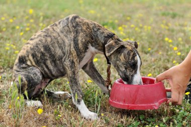 köpek yavrusu olan içme