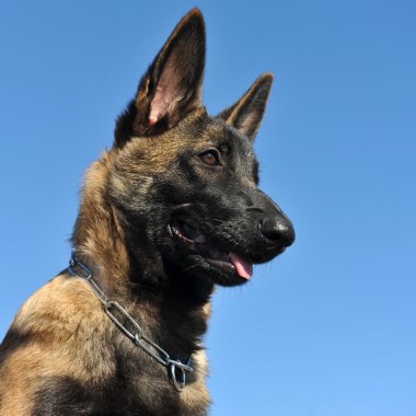 köpek yavrusu malinois