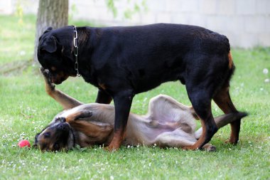 Malinois and rottweiler clipart