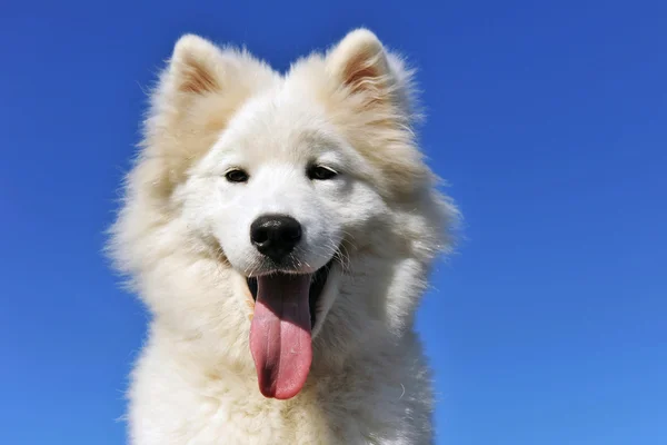 Cachorro samoyed perro —  Fotos de Stock