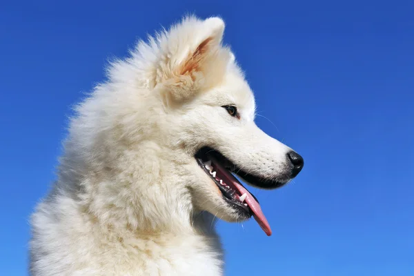 Samoyed 강아지 — 스톡 사진
