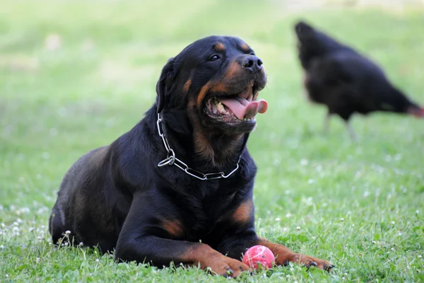 Rottweiler and ball — Stock Photo, Image
