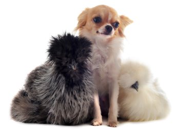 Genç silkies ve chihuahua