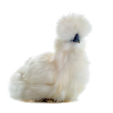 Young Silkie clipart