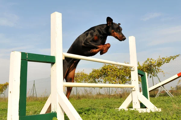 Doberman in agility — Stock Photo, Image