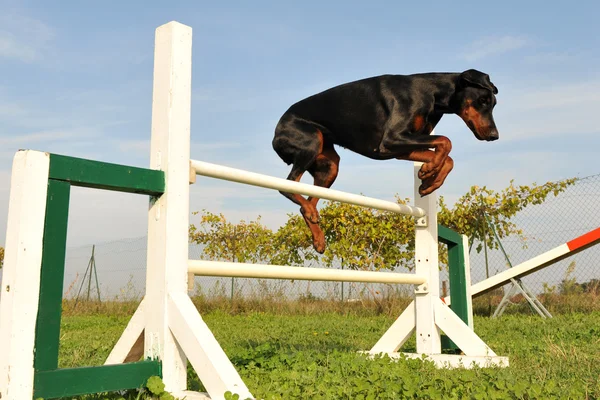 Doberman in agility — Stock Photo, Image