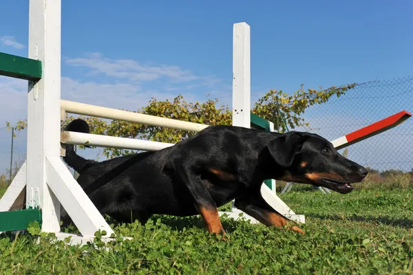 Beauceron cucciolo in agilità — Foto Stock