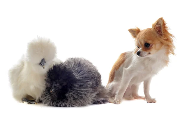 Young Silkies and chihuahua — Stock Photo, Image