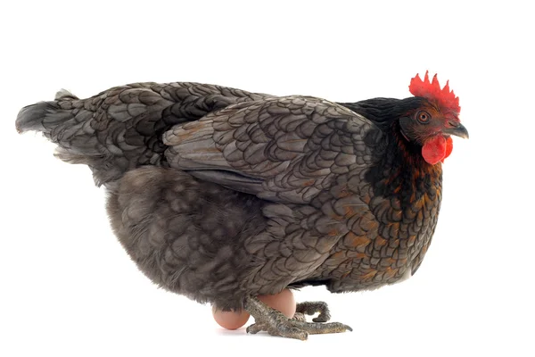 Pollo y huevos — Foto de Stock