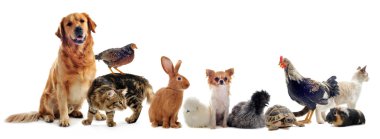 Group of pets clipart