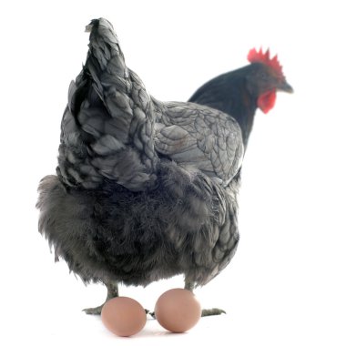 Chicken and eggs clipart