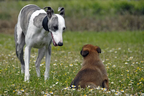 Уиппет и щенок малинуа — стоковое фото