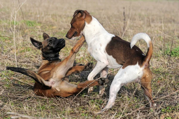 Lekende hunder – stockfoto