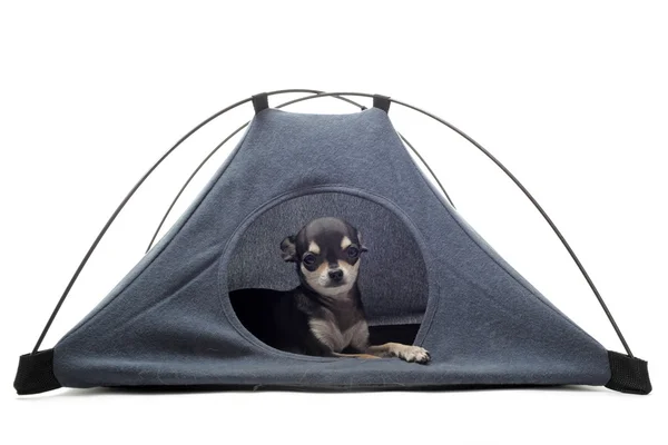 Puppy chihuahua in tent — Stock Photo, Image
