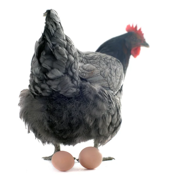 stock image Chicken and eggs