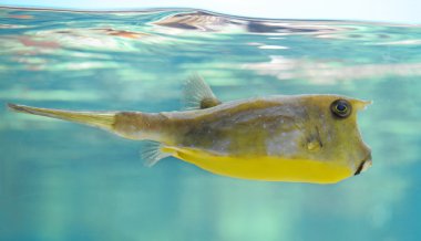 Longhorn cowfish