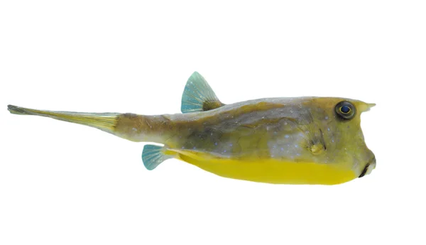 Longhorn cowfish — Stockfoto